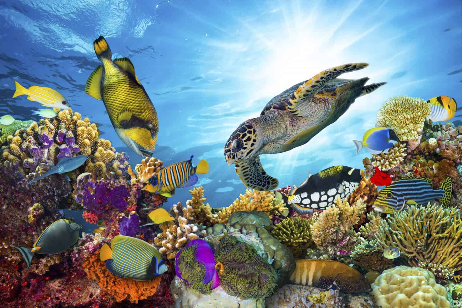 Het Great Barrier Reef biedt de meest prachtig gekleurde koralen, vissen en zeeschilpadden