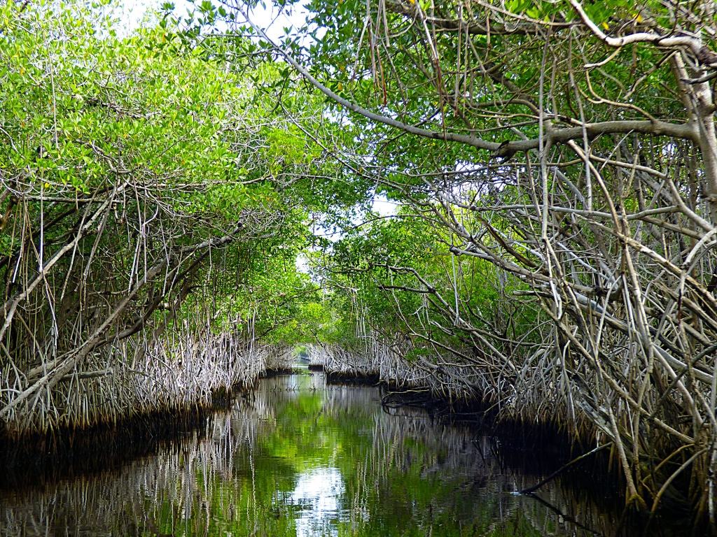 Met een airboat door de mangroves in de Everglades en Florida