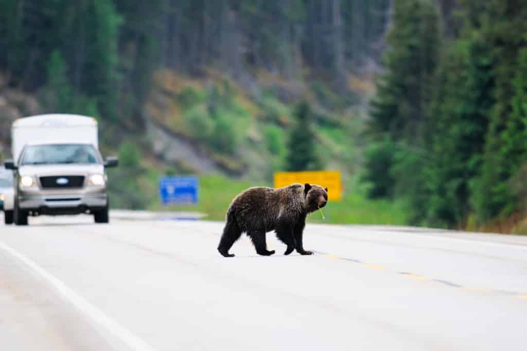 Grizzly Bear steekt weg over in Jasper National Park, Canada