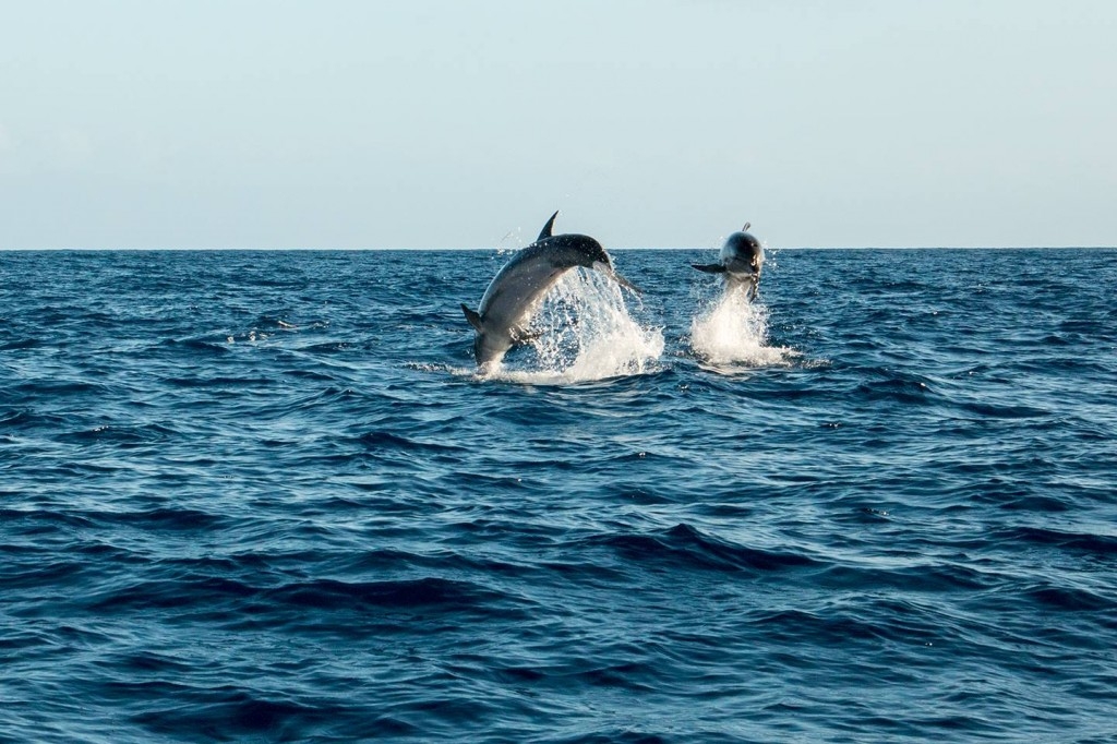 Springende dolfijnen uit zee