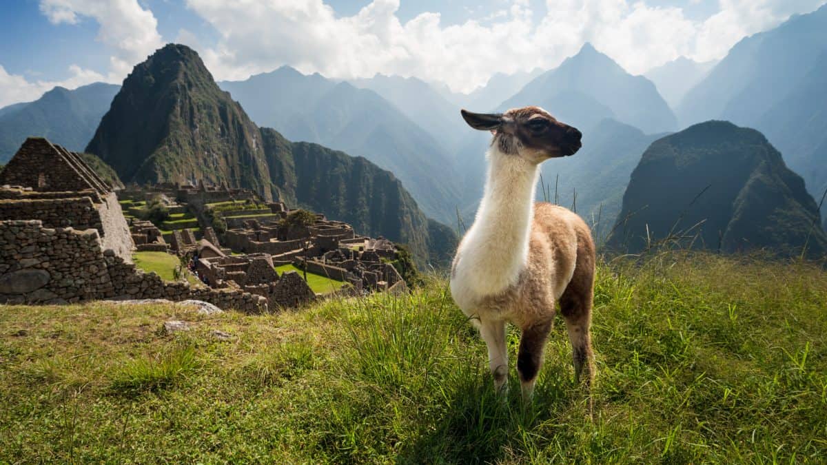 Een lama bij Machu Picchu in Pera