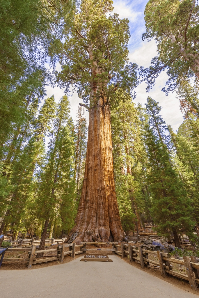 General Sherman Tree in Sequoia National Park, Verenigde Staten