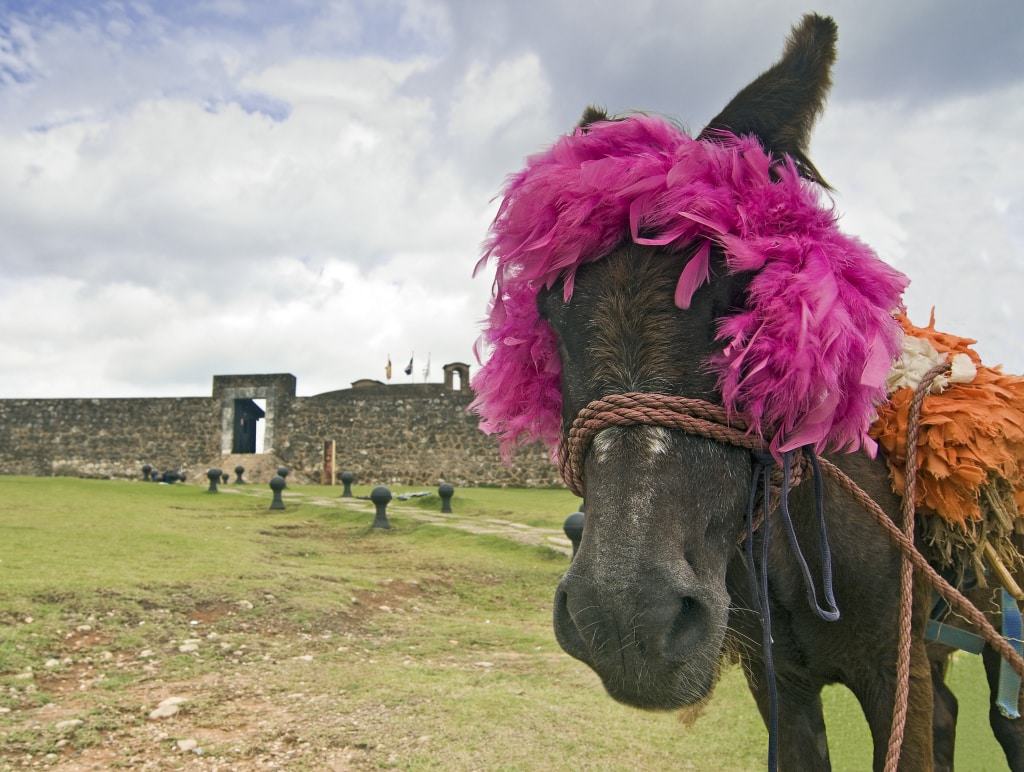Een ezel bij het fort in Puerto Plata, Dominicaanse Republiek