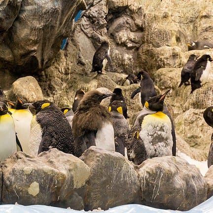 Pinguïns in Loro Parque, Tenerife