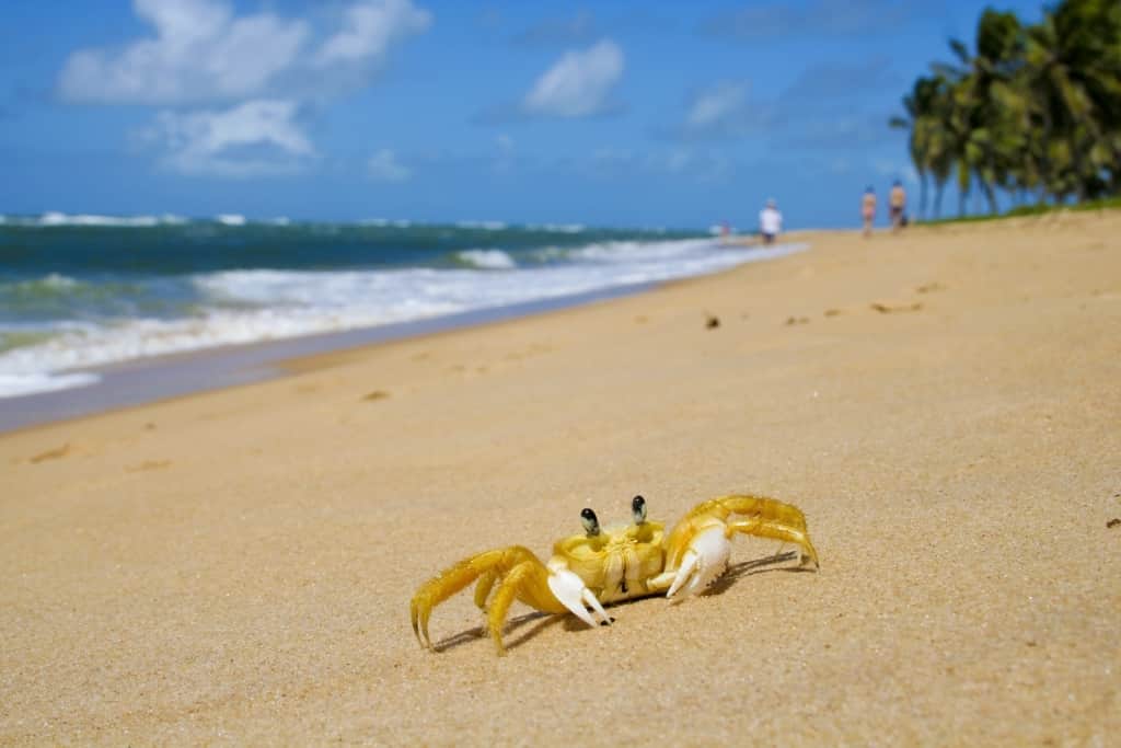 Krab op het strand van Maceió, Brazilië