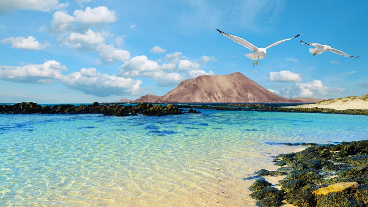 meeuwen strand rotsen lanzarote canarische eilanden