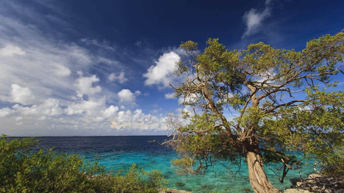 Zee en boom op Bonaire