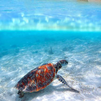 Zeeschildpad in de zee van Zanzibar