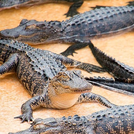 Krokodillen in Everglades National Park, Florida, Amerika