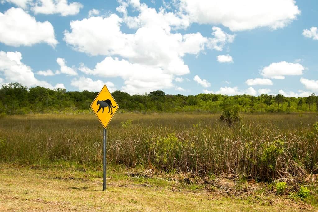 Verkeersbord dat waarschuwt voor overstekende panters in Everglades Nationaal Park, Florida, Amerika