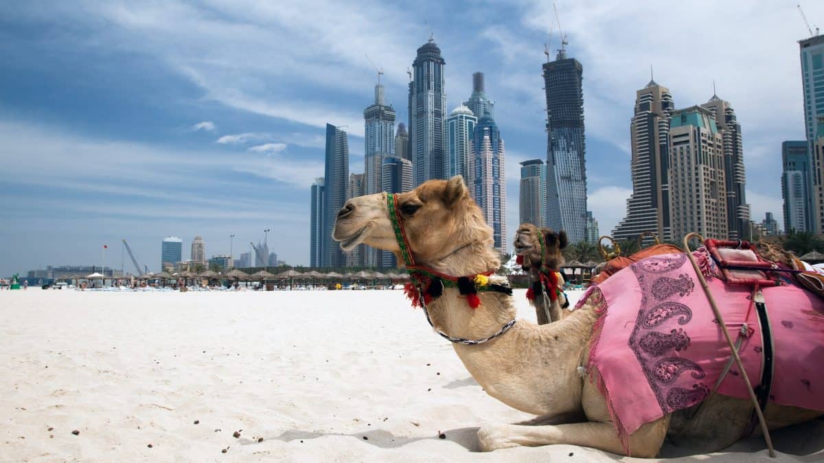 Kameel op strand bij Dubai, Verenigde Arabische Emiraten