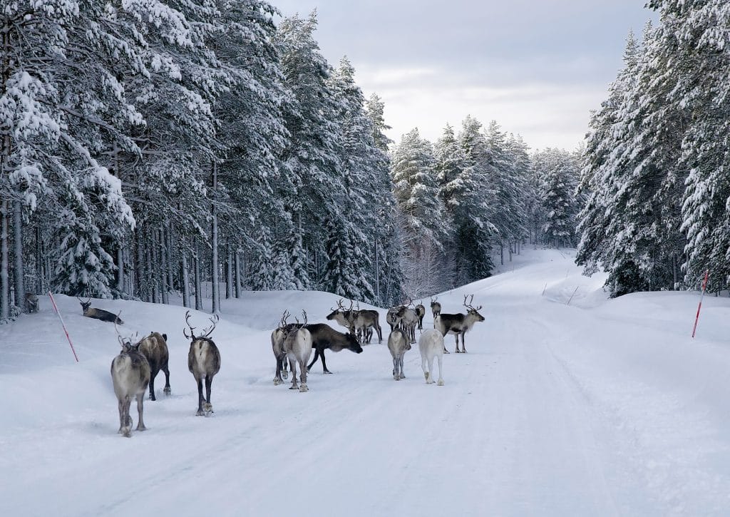 Rendieren op de besneeuwde weg in Lapland