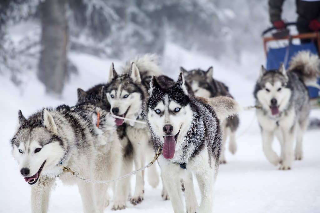 Sleetje rijden met huskies in Lapland