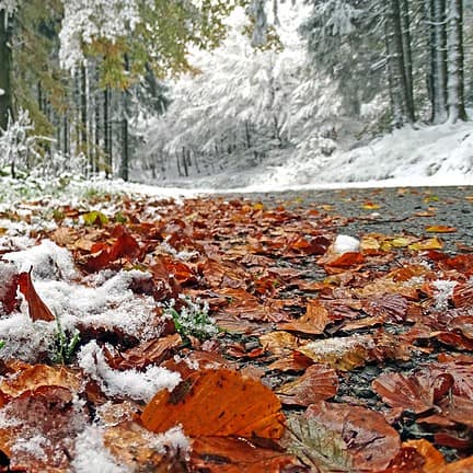 Sneeuw in op herstbladeren in Willingen, Sauerland, Duitsland
