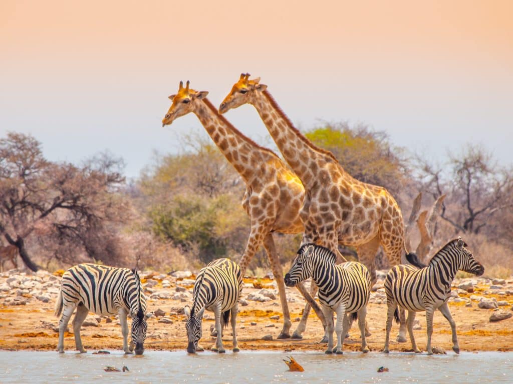 Zebra's en giraffes bij een waterplas