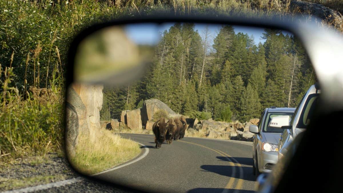 Amerikaanse bizons in de spiegel van een auto in Canada