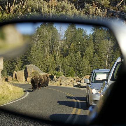 Amerikaanse bizons in de spiegel van een auto in Canada