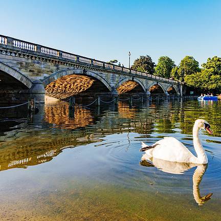 Zwaan en brug in Hyde Park in Londen, Verenigd Koninkrijk