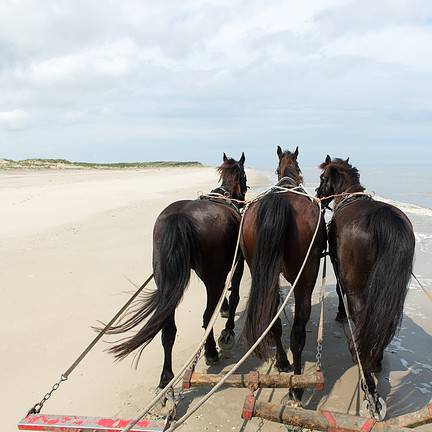 Paarden op het strand van Terschelling