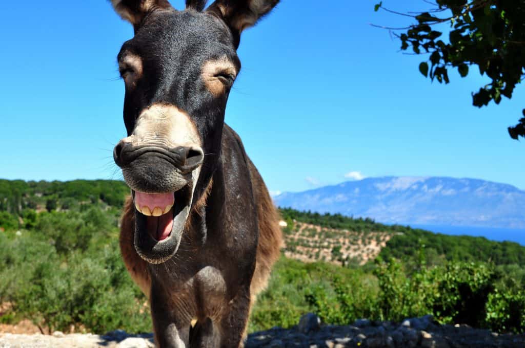Lachende ezel op Ithaka, Griekenland