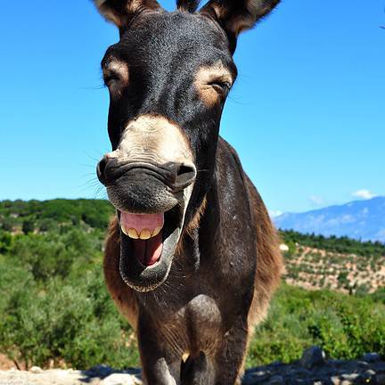 Lachende ezel op Ithaka, Griekenland