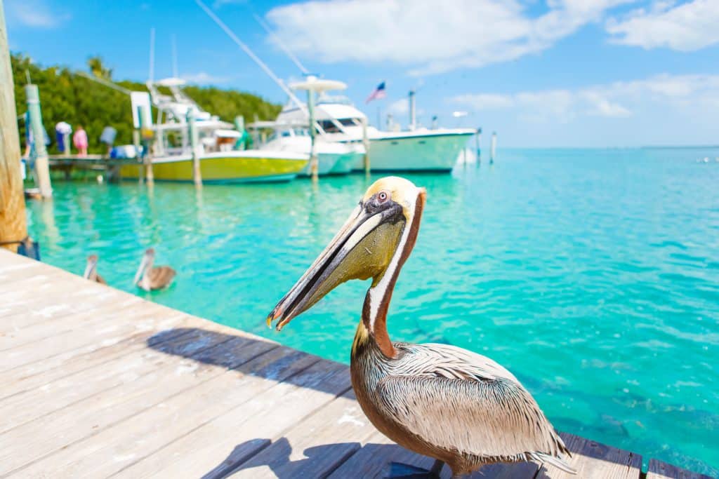 Grote bruine pelikaan in Florida