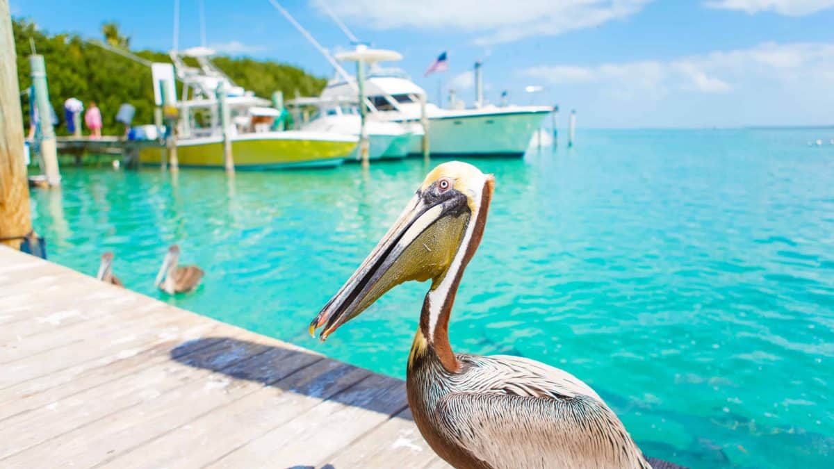 Grote bruine pelikaan in Florida