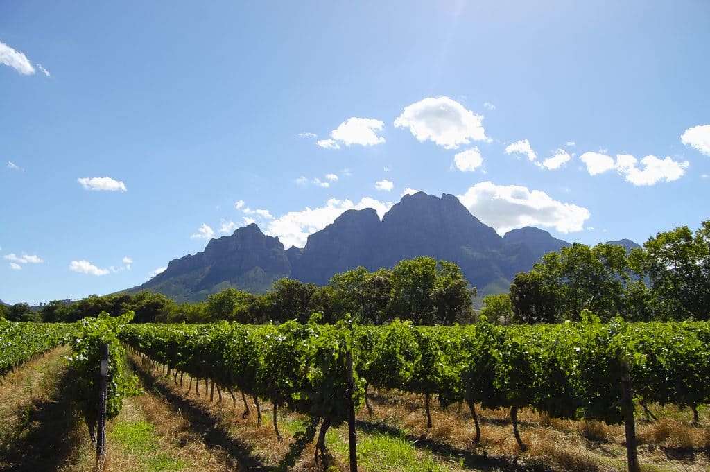 Wijngaard in Stellenbosch, Zuid-Afrika