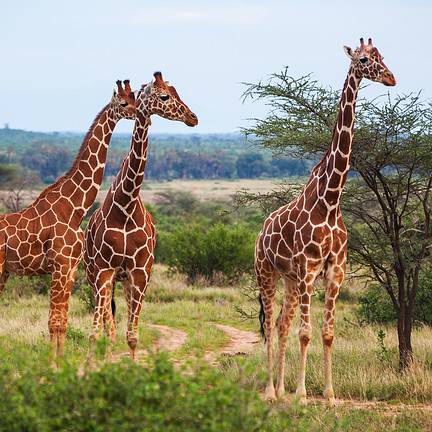 Giraffe op de savanne in Afrika