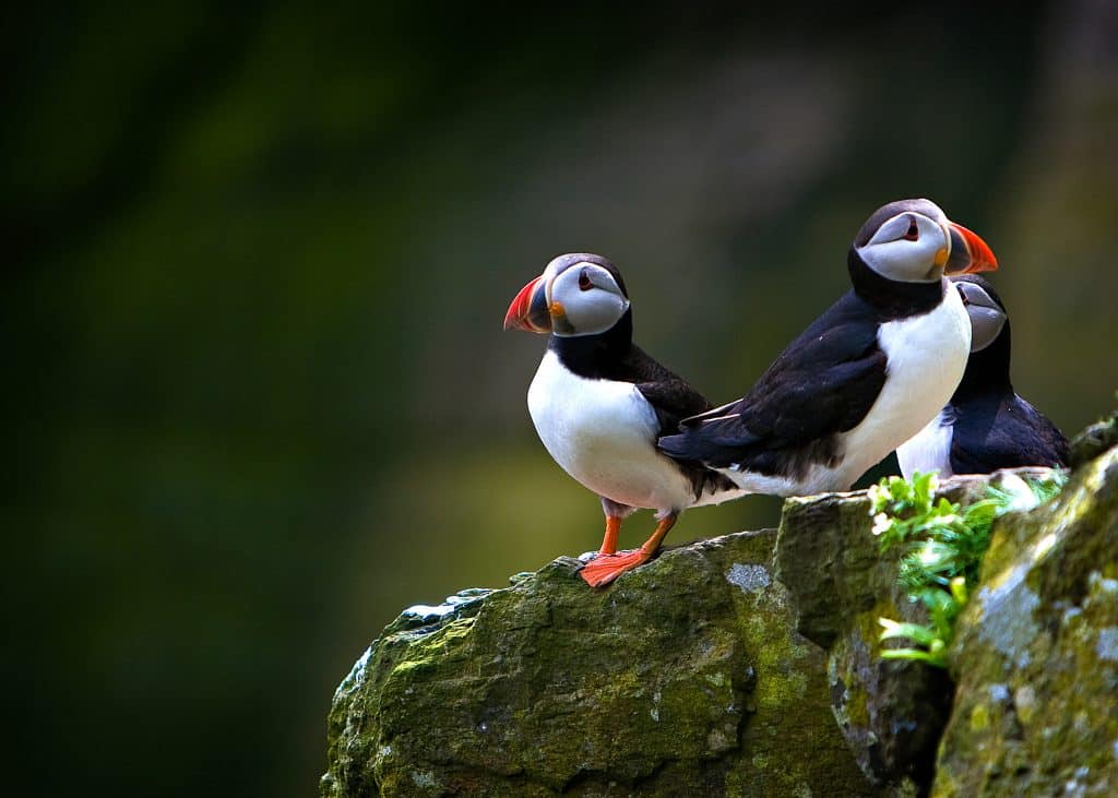 papegaaiduiker op Skellig Island in Ierland