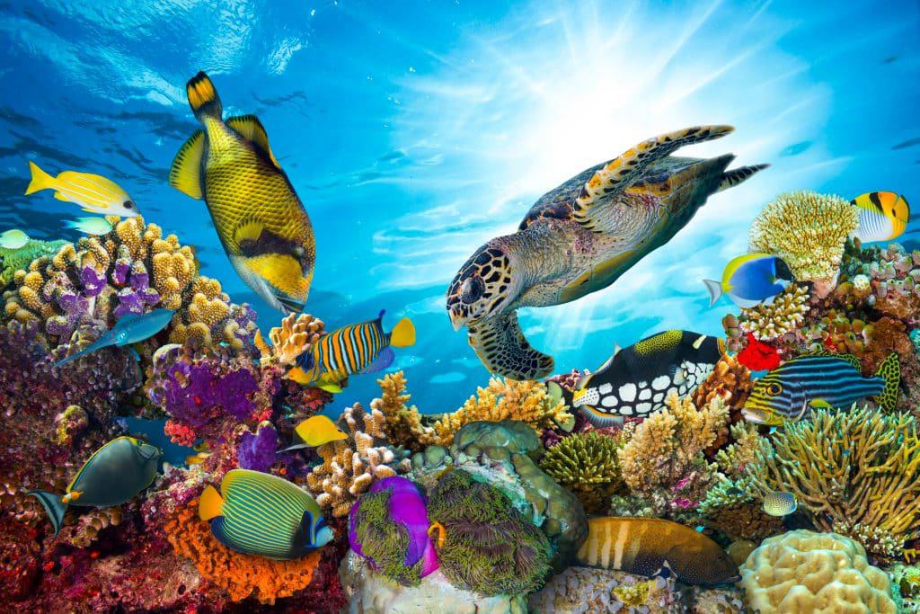 Vissen zwemmen in het koraalrif van de Rode Zee