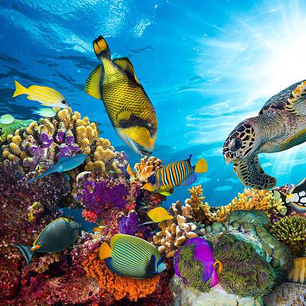 Vissen zwemmen in het koraalrif van de Rode Zee
