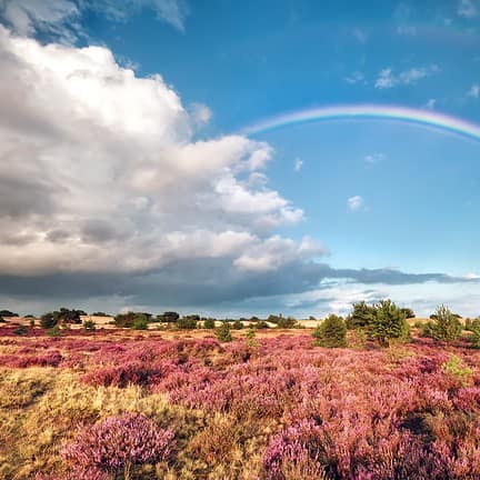 Regenboog over een heideveld in Drenthe
