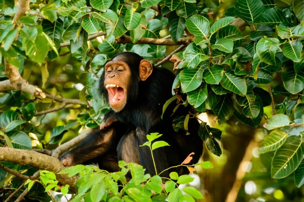 Chimpansee in Gambia