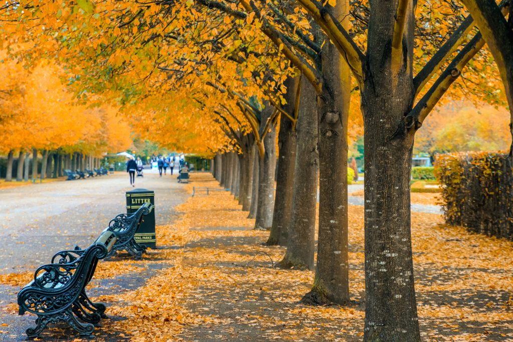 Bomen en bankjes tijdens de herfst in Hyde Park in Londen, Engeland
