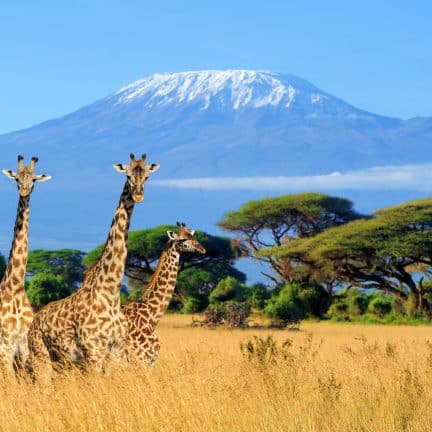 Giraffes met uitzicht over de Kilimanjaro in Kenia