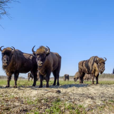 Europese bizons in natuurpark Maashorst, Noord-Brabant