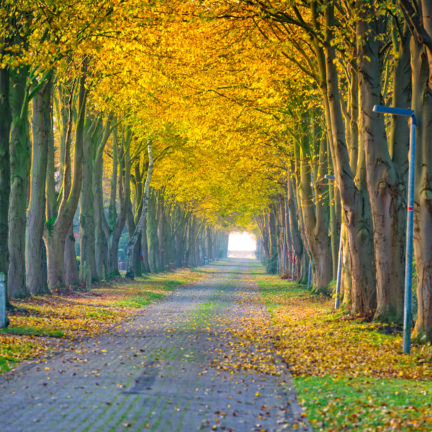 Laan met bomen in de herfst in Friesland