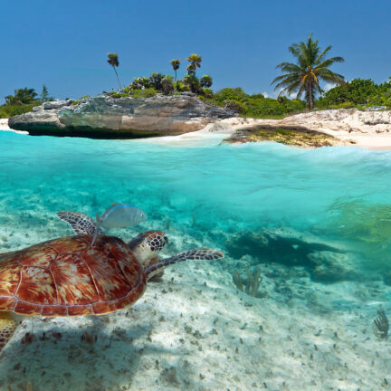 Zeeschildpad in de zee bij Playa Del Carmen, Mexico