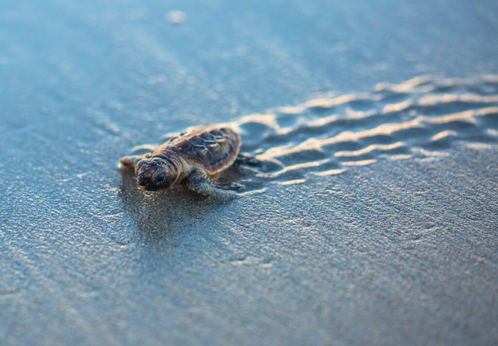 Caretta Caretta schildpad op het strand