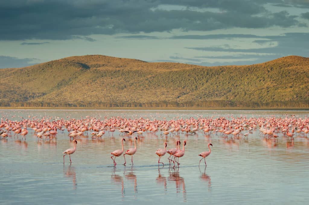 Flamingo's in Nakurumeer, Kenia