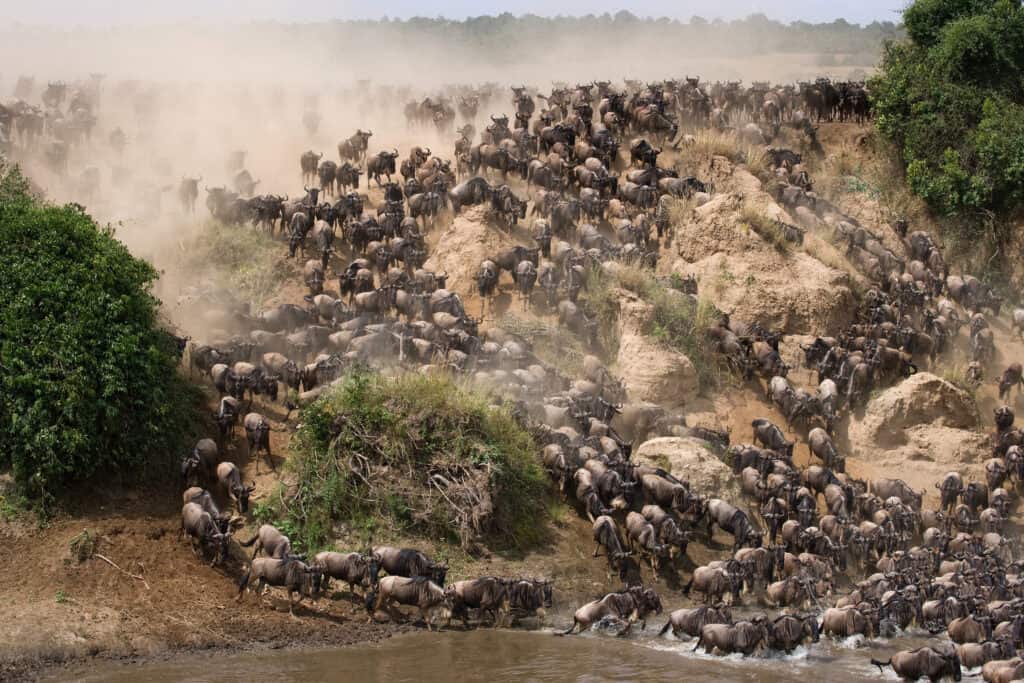 Grote kudde gnoes trekt door de Mara rivier in Natuurreservaat Masai Mara, Kenia