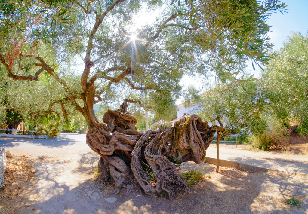 2000 jaar oude olijfboom op Zakynthos in Griekenland