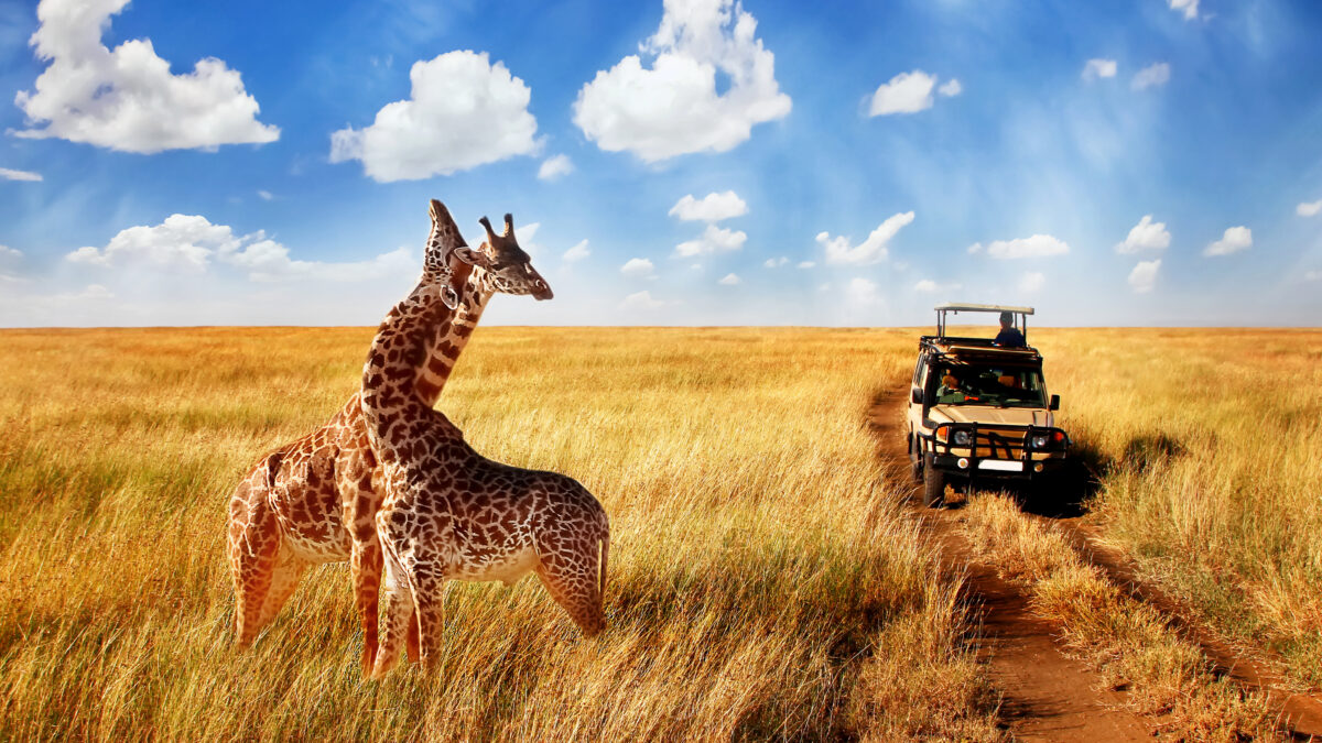 Twee giraffes tijdens een jeepsafari in Kenia