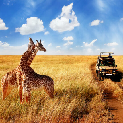 Twee giraffes tijdens een jeepsafari in Kenia
