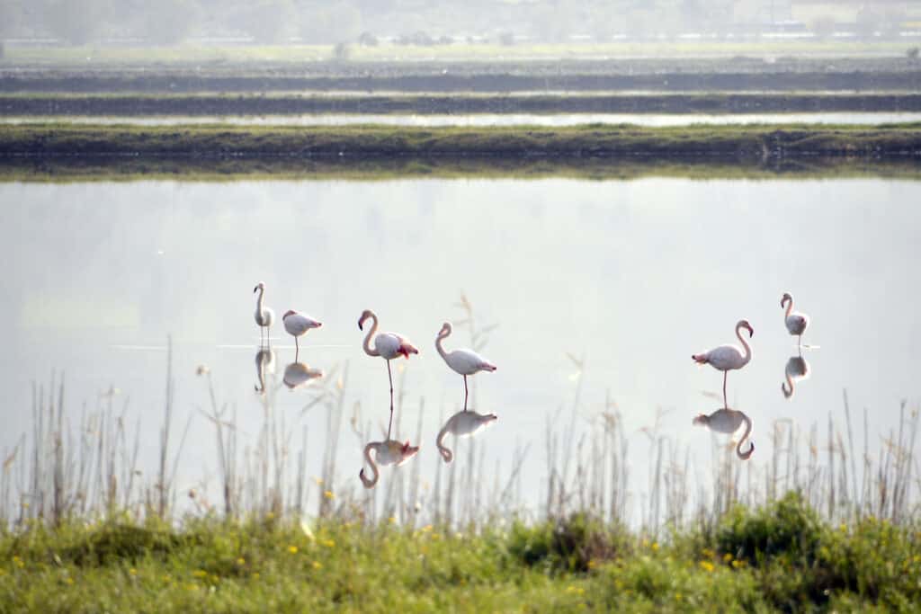 Flamingo's in de baai van Kaloni