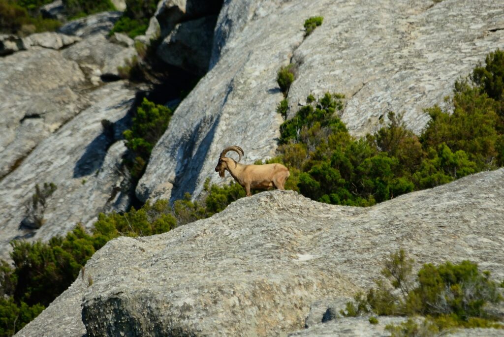 Wilde geit op het Italiaanse eiland Montecristo