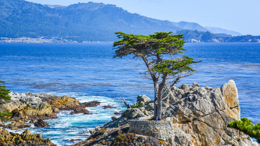 Lone Cypress in Monterey, Californië