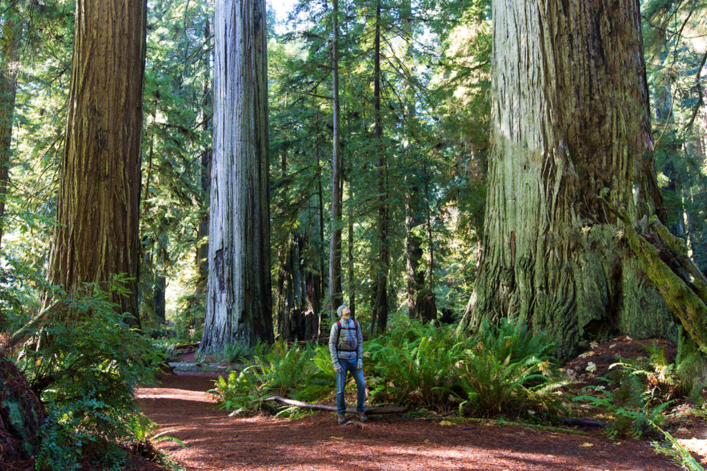 Man naast een sequoia boom in Redwood National Park