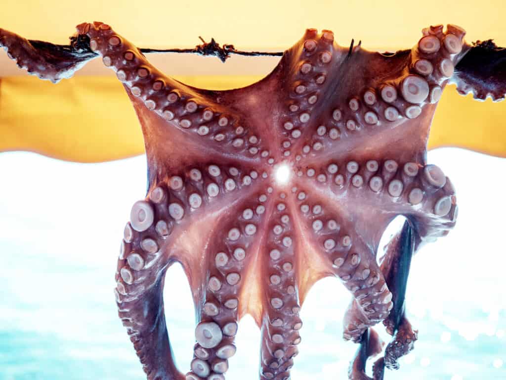 Octopus hangt te drogen